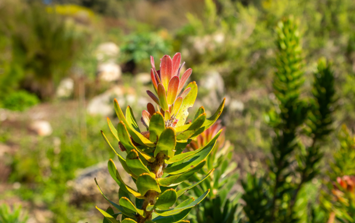 The Ultimate Guide to Kirstenbosch