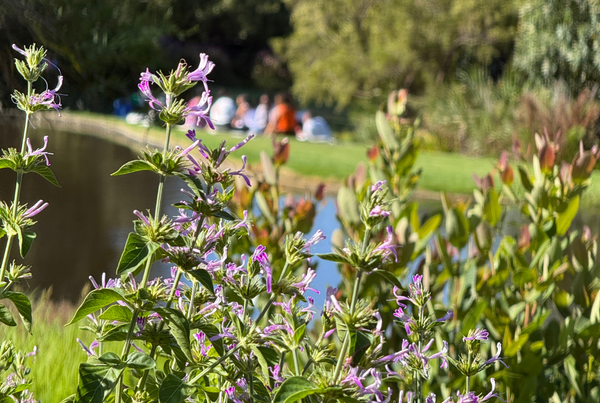 Things to Do At Kirstenbosch