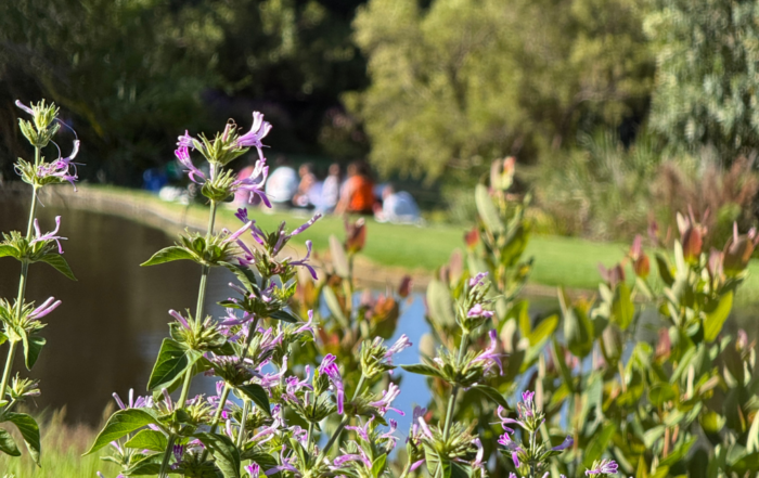 Things to Do At Kirstenbosch